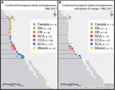 Low Resighting Rate of Entangled Humpback Whales Within the California, Oregon, and Washington Region Based on Photo-Identification and Long-Term Life History Data